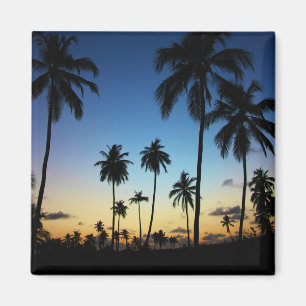 Aimant Plage Et Village Côtier   Praia Do Forte