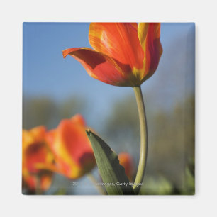 Aimant Plan rapproché des fleurs de tulipe