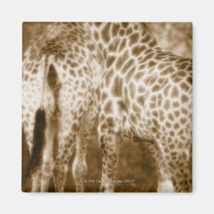 Aimant Plan rapproché des sud de parc national de Kruger