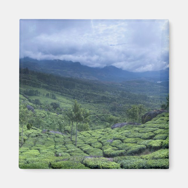 Aimant plantation de thé 2 Kerala Etat Inde (Devant)