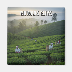 Aimant Plantation de thé de Nuwara Eliya Sri Lanka