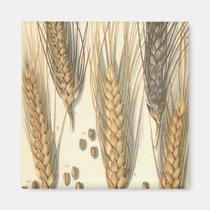 Aimant Plante de blé résistante à la sécheresse, agricult