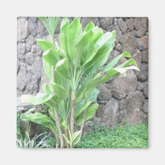 Aimant plante feuille Ti (Devant)