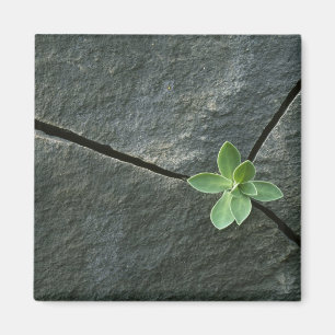 Aimant Plante qui cultive dans une sangle fissurée