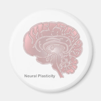 Aimant Plasticité neuronale
