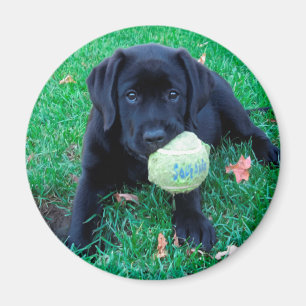 Aimant Play Ball - Labrador Puppy - Black Lab