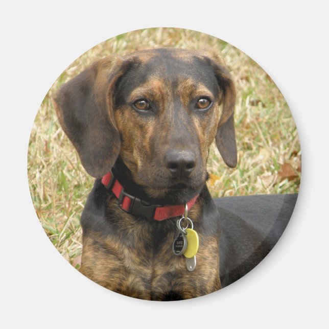 Aimant Plott Hound (Devant)