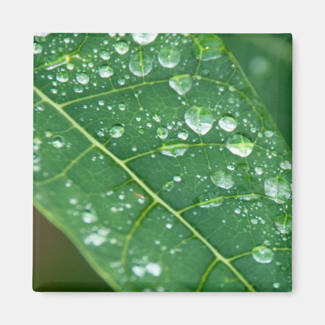 Aimant Pluies sur la feuille de Papaya tropicale (Devant)