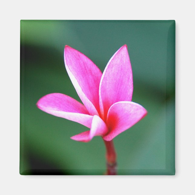 Aimant Plumeria (Devant)