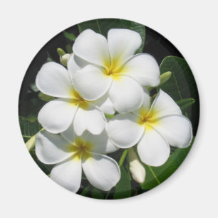 Aimant Plumeria blanc sur l'aimant