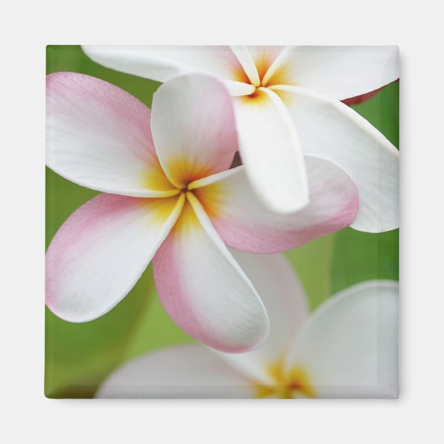 Aimant Plumeria Frangipani Hawaii Flower Customized Blank (Devant)