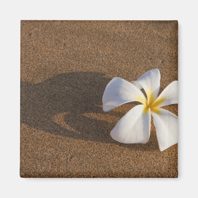 Aimant Plumeria sur plage de sable, Maui, Hawaii, États-U (Devant)