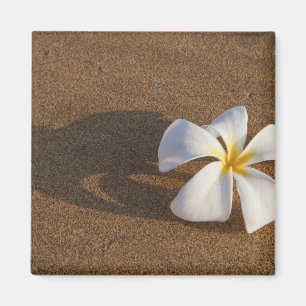 Aimant Plumeria sur une plage de sable, Maui, Hawaï, État