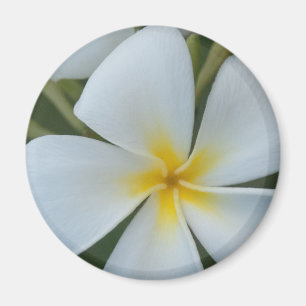 Aimant Plumeria tropicale blanche de Fidji