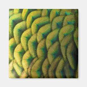 Aimant Plumes de paon II Nature colorée