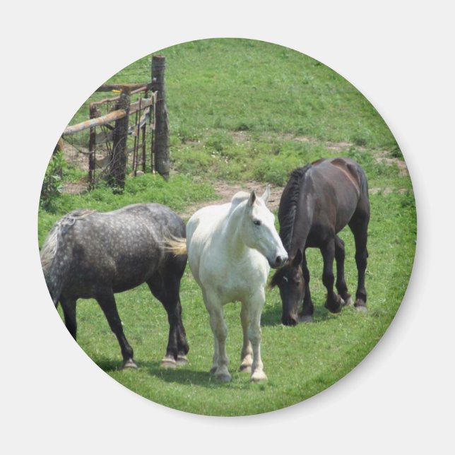 Aimant Plus de chevaux ! (Devant)