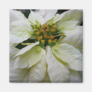 Aimant Poinsettia Elegant Christmas Holiday Floral