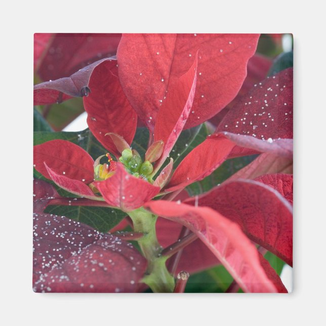Aimant Poinsettia rouge - (Devant)