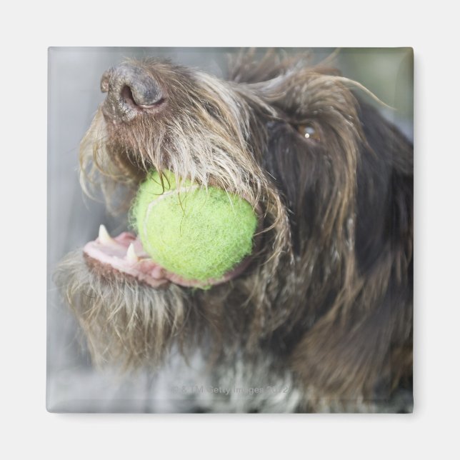 Aimant Pointer chien mordant balle de tennis, gros plan (Devant)
