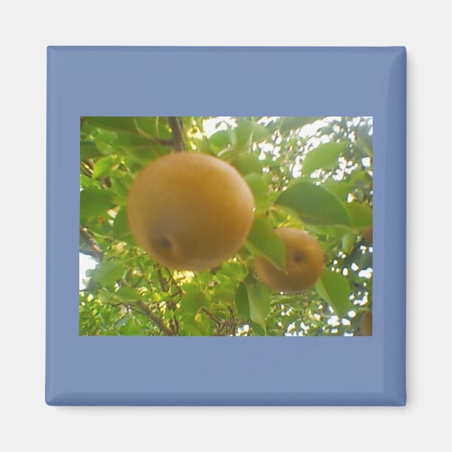 Aimant Poires florissantes (Devant)