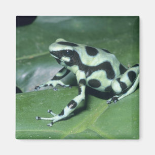 Aimant Poison Dart Frog, (Dendrobates auratus) Cahuita