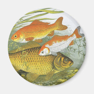 Aimant Poisson Carpe Koï Poisson Rouge, Vieille Vie Marin