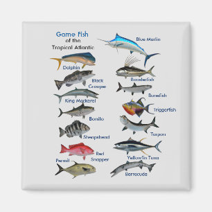 Aimant Poisson de gibier de l'aimant tropical de l'Atlant
