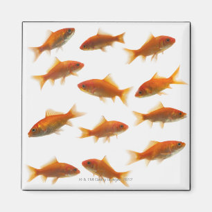Aimant Poisson d'or