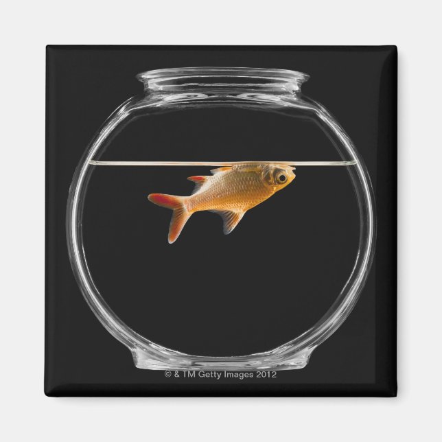 Aimant Poisson d'or dans le bol 2 (Devant)