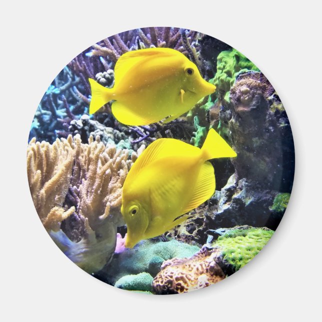 Aimant Poisson Hawaïen jaune Tang (Devant)