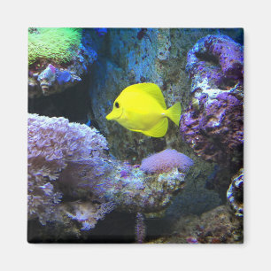 Aimant Poisson jaune