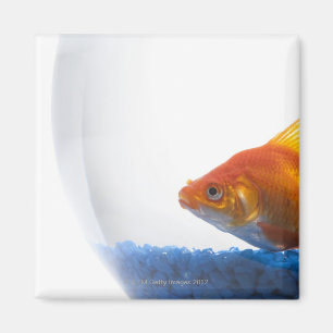 Aimant Poisson rouge dans la cuvette sur l'arrière - pla