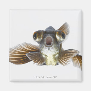 Aimant Poisson rouge noir (Carassius auratus)