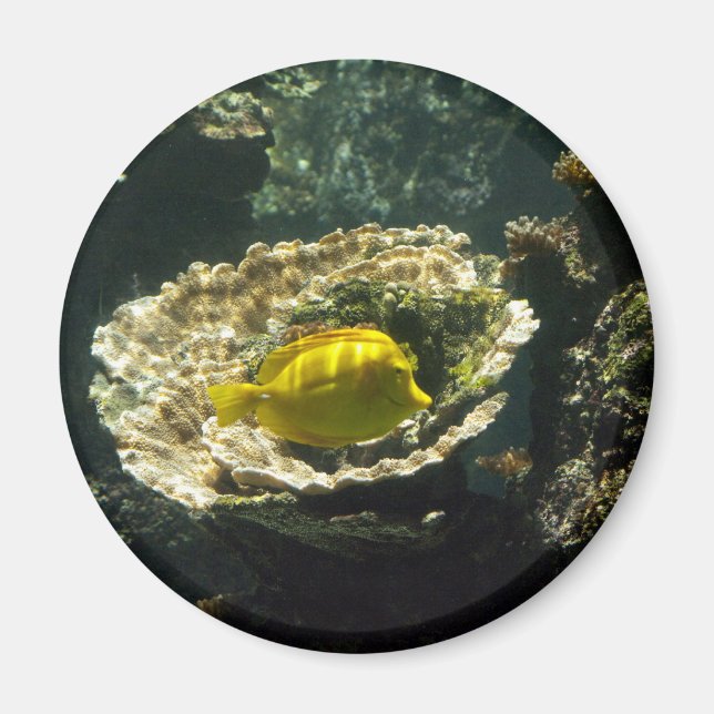 Aimant Poisson solaire (Devant)