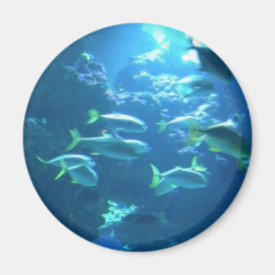 Aimant Poisson tropical