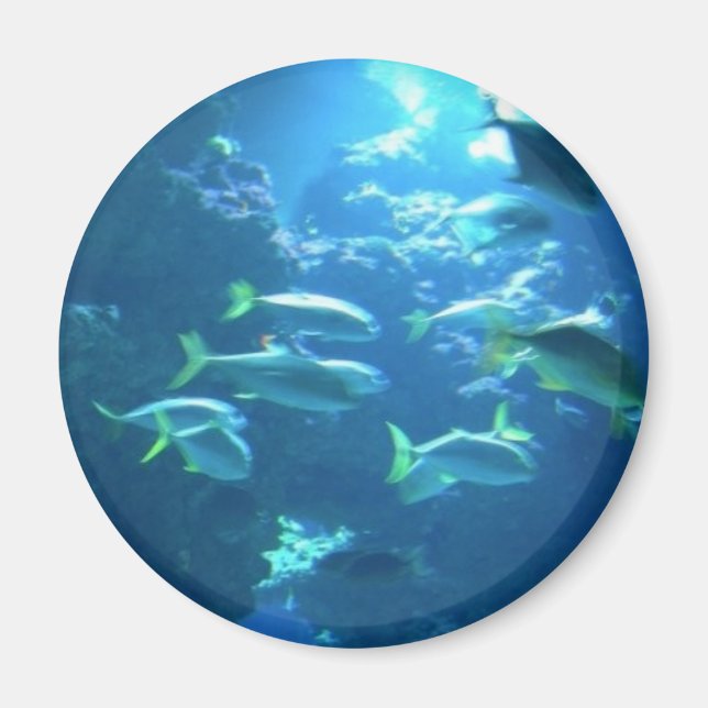 Aimant Poisson tropical (Devant)