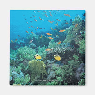 Aimant Poisson tropical nageant sur le récif