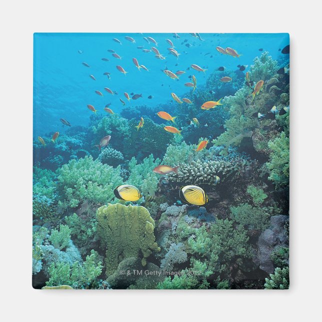 Aimant Poisson tropical nageant sur le récif (Devant)