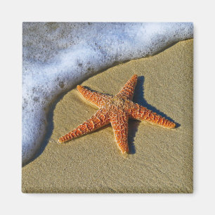 Aimant Poisson unique sur la plage