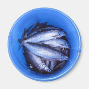 Aimant Poissons dans un seau