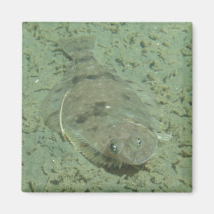 Aimant Poissons de semelle de Douvres