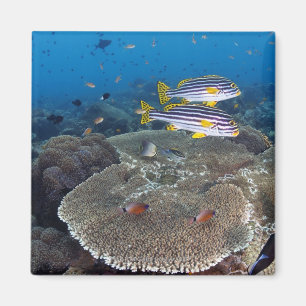 Aimant Poissons de Sweetlip