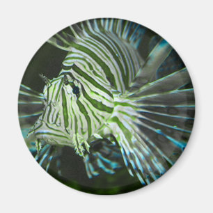 Aimant Poissons grincheux