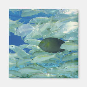 Aimant Poissons jaunes de chirurgien avec le poisson