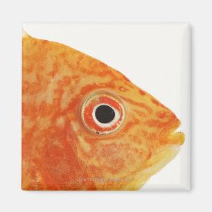 Aimant Poissons rouges de diacre