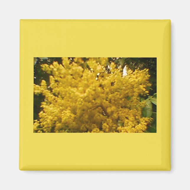 Aimant Pollen en floraison (Devant)