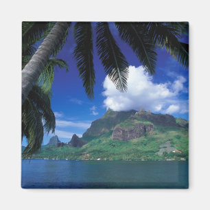Aimant Polynésie française, Moorea. Baie de Cooks. Vert