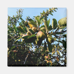 Aimant Pommes