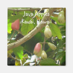 Aimant Pommes de Java