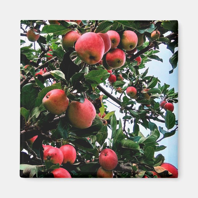 Aimant Pommes rouges (Devant)